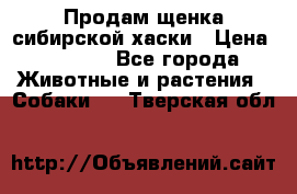 Продам щенка сибирской хаски › Цена ­ 8 000 - Все города Животные и растения » Собаки   . Тверская обл.